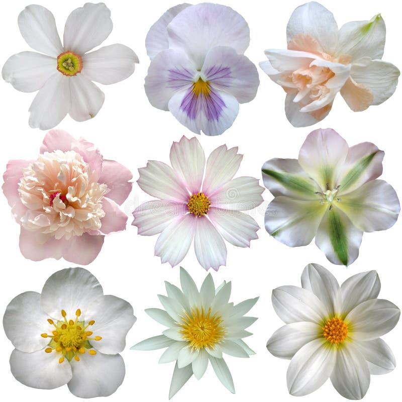 Set of white spring flowers