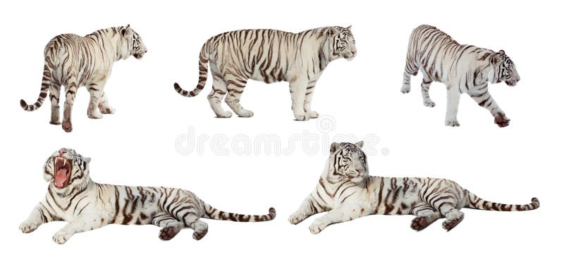 Set of white tiger. Isolated over white