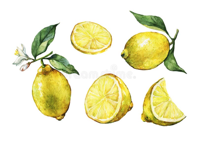 Set with whole and slice fresh citrus fruit lemon with green leaves and flowers. royalty free illustration Set with whole and slice fresh citrus fruit lemon with green leaves and flowers. royalty free illustration