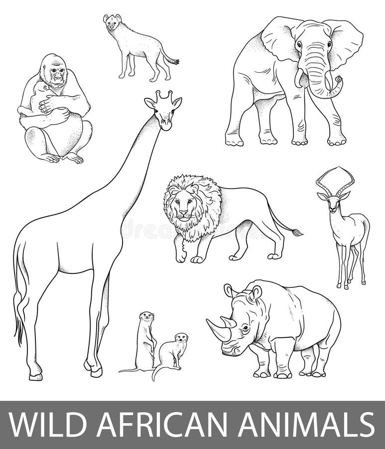 Set of Wild African Animals Illustrations in Lines. Educational Zoology Illustration, Coloring Book Picture Stock Illustration - Illustration of education, character: 188265795 Set of Wild African Animals Illustrations in Lines. Educational Zoology Illustration, Coloring Book Picture Stock Illustration - Illustration of education, character: 188265795