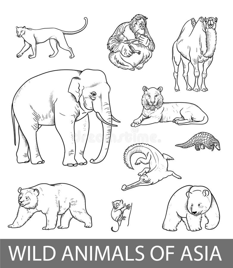 Set of Wild Asian Animals Outline Illustration. Educational Zoology Poster, Coloring Book Picture Stock Illustration - Illustration of page, educational: 188265891 Set of Wild Asian Animals Outline Illustration. Educational Zoology Poster, Coloring Book Picture Stock Illustration - Illustration of page, educational: 188265891