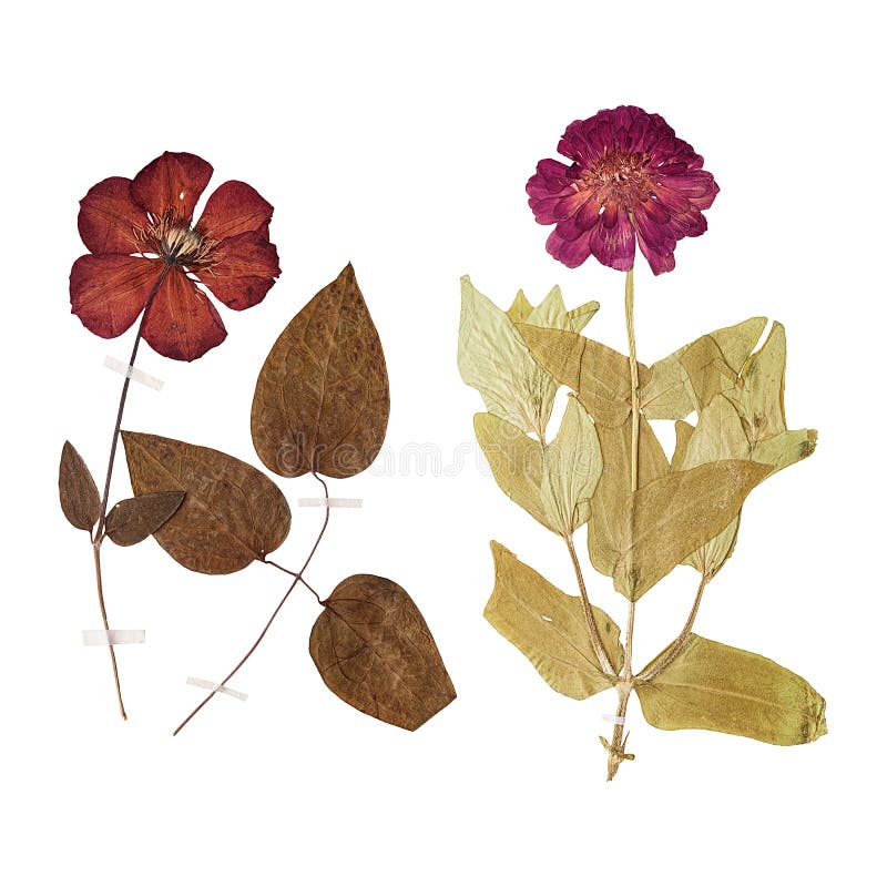 Set of Wild Dry Pressed Flowers and Leaves Stock Image Image of