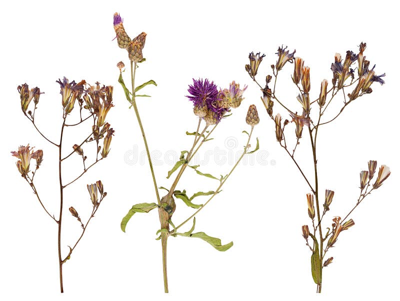 Set of wild dry pressed flowers and leaves stock images Set of wild dry pressed flowers and leaves stock images