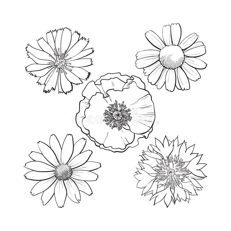 Beautiful Monochrome, Black and White Daisy Flower . Stock Vector ...