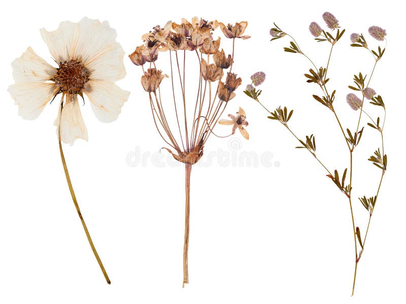 Set of wild flowers pressed