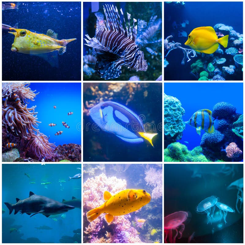 Set of Wonderful and Beautiful Underwater World with Corals and ...