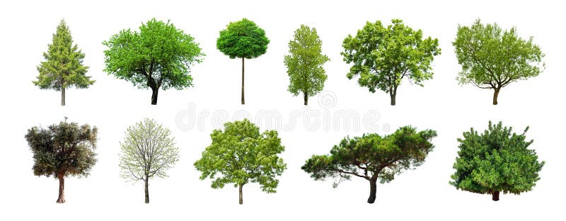 Set zieleni drzewa odizolowywający na białym tle