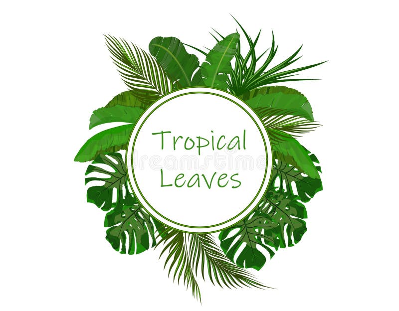 Set Zieleni tropikalni li?cie banan, koks, monstera i ogawa, W okr?gu miejscu dla reklam, reklamuje ilustracja ilustracji Set Zieleni tropikalni li?cie banan, koks, monstera i ogawa, W okr?gu miejscu dla reklam, reklamuje ilustracja ilustracji