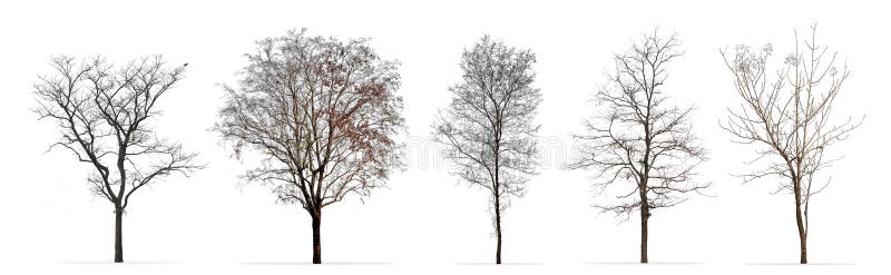 Set zim drzewa bez liści odizolowywających na bielu