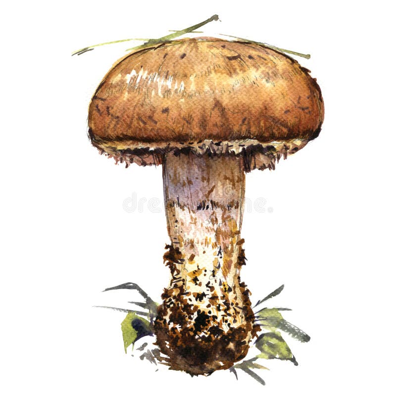 Hongo Boletus edulis del bosque aislado, ilustración en acuarela sobre fondo blanco stock de ilustración