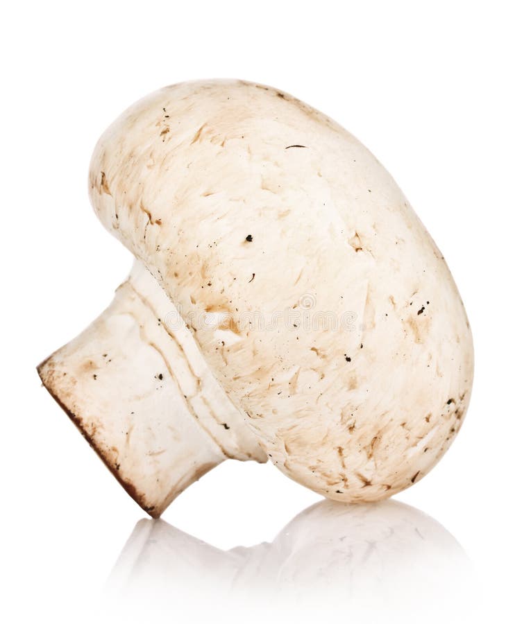 Hongo aislado sobre blanco imagen de archivo libre de regalías