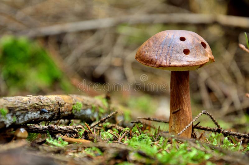 Download Seta De Brown Con Tres Agujeros Foto de archivo - Imagen de bosque, verde: 44851064