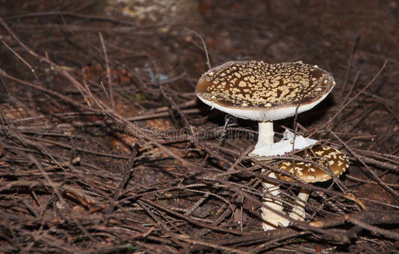 Seta de dos moscas en el agárico de mosca del bosque del pino o la amanita de mosca fotografía de archivo libre de regalías Seta de dos moscas en el agárico de mosca del bosque del pino o la amanita de mosca fotografía de archivo libre de regalías