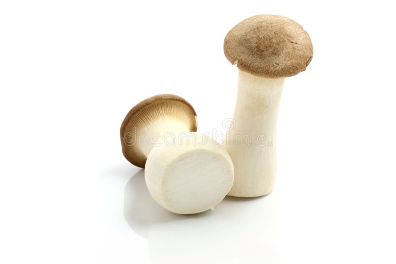 Seta De Eryngii Aislada En El Fondo Blanco Imagen. Imagen 19795310