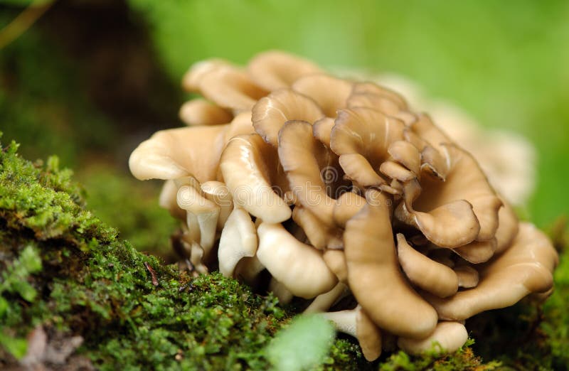 Seta de Maitake foto de archivo. Imagen de seta, medicina 21761228