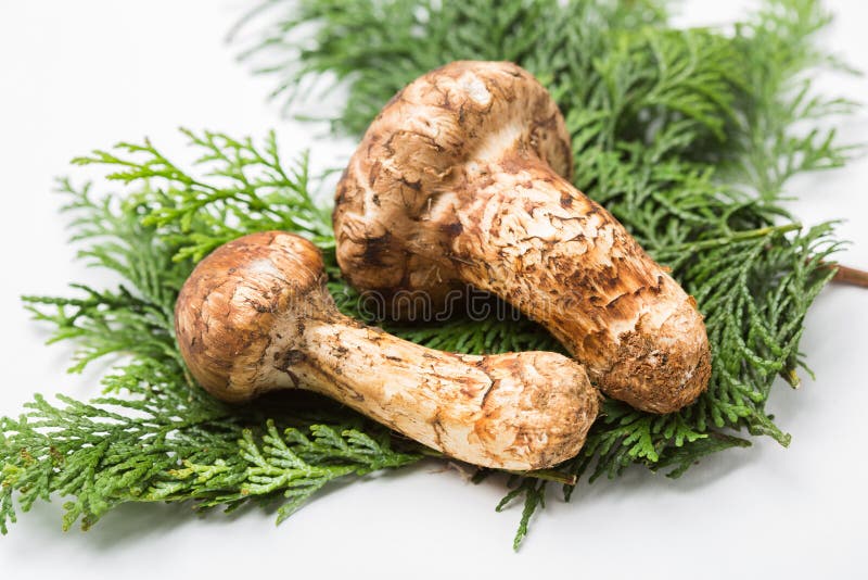 Matsutake imagen de archivo. Imagen de lujo, seta, ingrediente 32772673