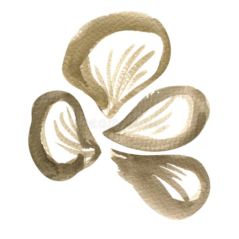 Seta de ostra aislada en el fondo blanco ilustración del vector