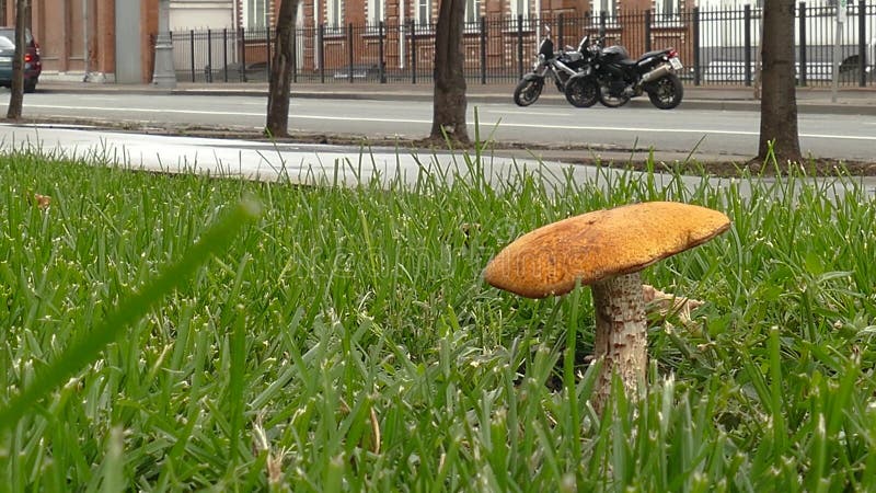 Seta del bosque en la calle