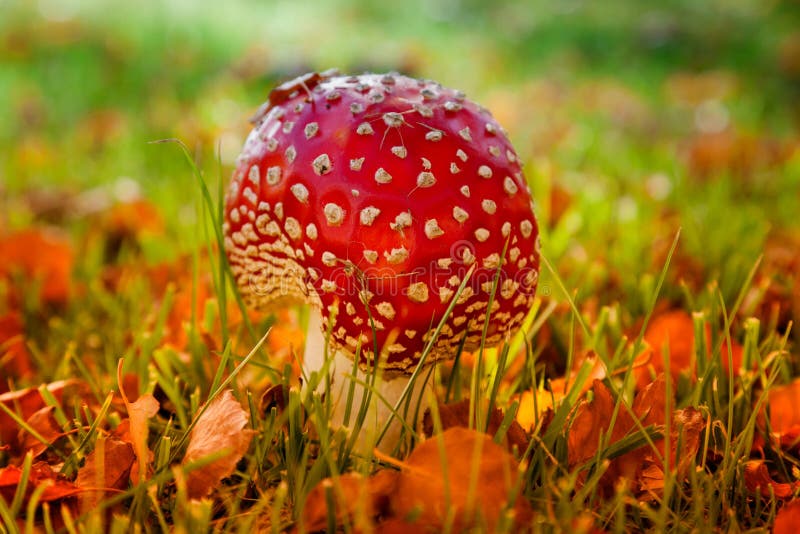 Seta del muscaria de la amanita, roja y blanca foto de archivo