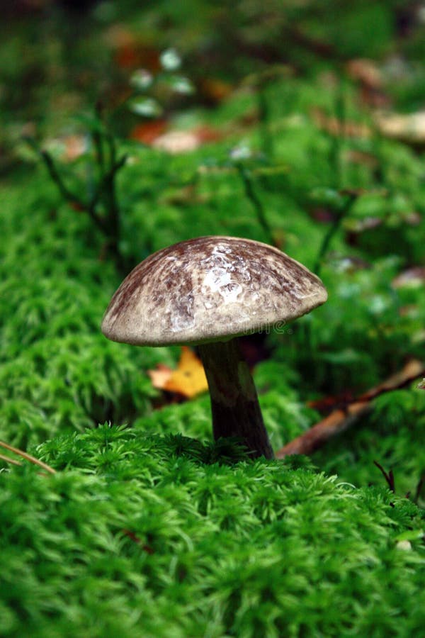 Seta en las maderas Plantas del bosque imágenes de archivo libres de regalías Seta en las maderas Plantas del bosque imágenes de archivo libres de regalías