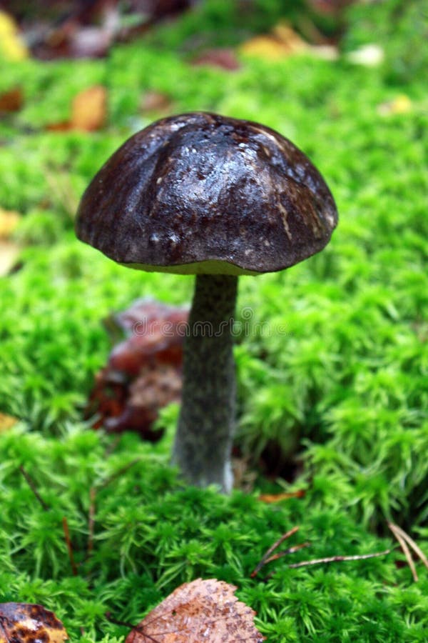 Seta en las maderas Plantas del bosque foto de archivo libre de regalías Seta en las maderas Plantas del bosque foto de archivo libre de regalías