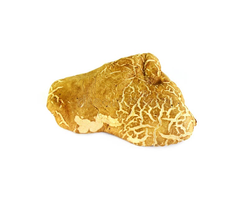 Seta secada del boleto en el fondo blanco imagen de archivo libre de regalías