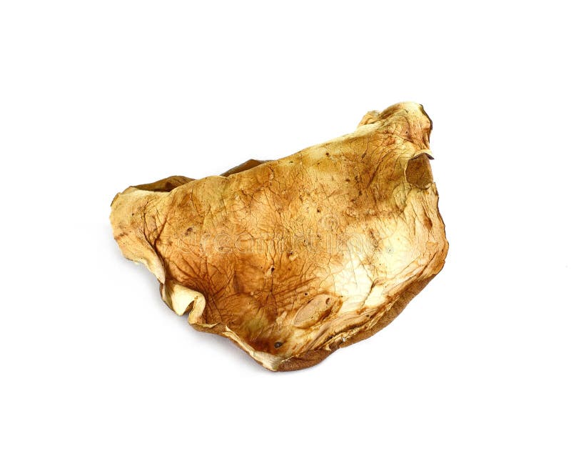 Seta secada del boleto en el fondo blanco foto de archivo