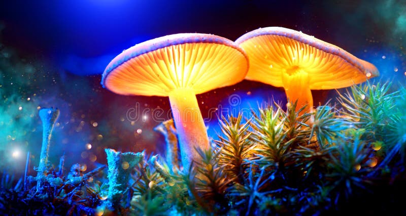 Seta Setas que brillan intensamente de la fantasía en bosque de la oscuridad del misterio Seta Setas que brillan intensamente de la fantasía en bosque de la oscuridad del misterio