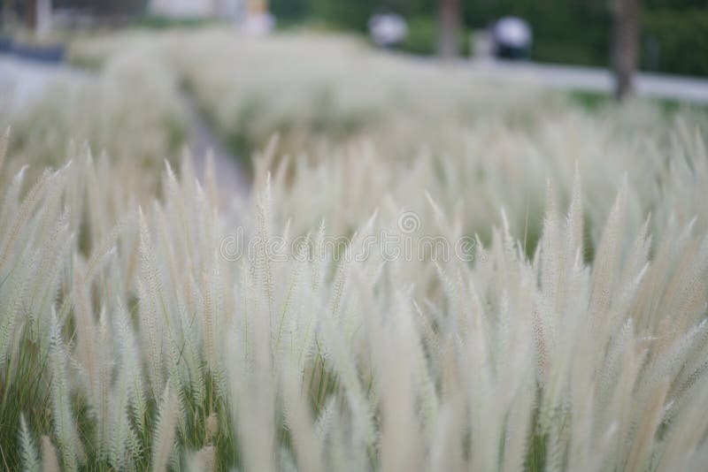 Setaceum Pennisetum, αφρικανική χλόη πηγών, τρυφερή χλόη πηγών, χλόη διακοσμήσεων στοκ εικόνες με δικαίωμα ελεύθερης χρήσης Setaceum Pennisetum, αφρικανική χλόη πηγών, τρυφερή χλόη πηγών, χλόη διακοσμήσεων στοκ εικόνες με δικαίωμα ελεύθερης χρήσης