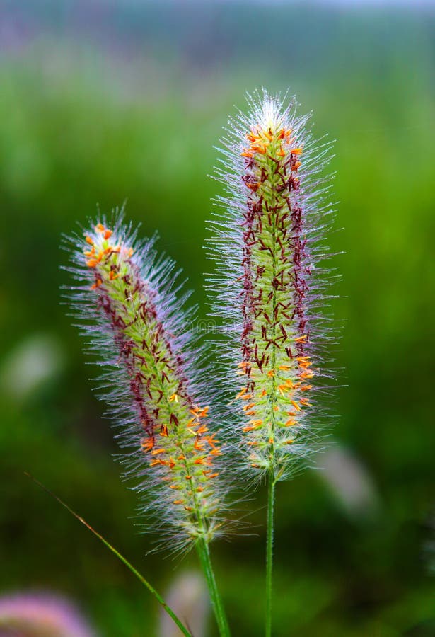 Setaria