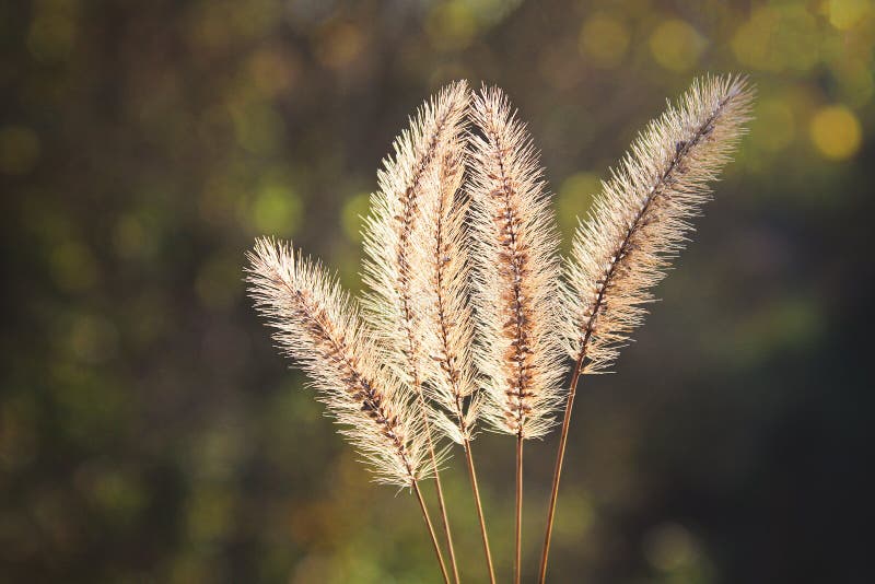 Setaria pumila, gele vossestaart, geel varkenshaar-gras, duifgras of cattail bedekt met gras stock fotografie Setaria pumila, gele vossestaart, geel varkenshaar-gras, duifgras of cattail bedekt met gras stock fotografie