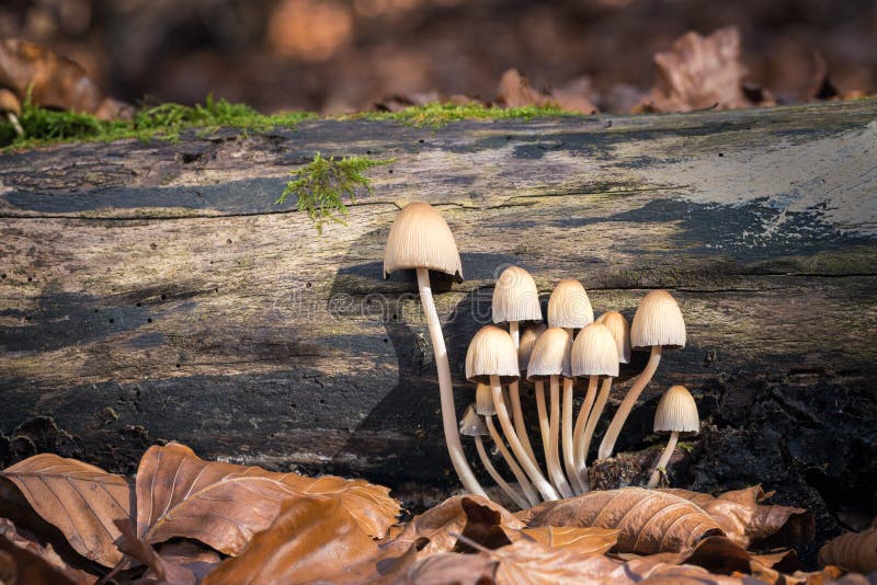 Setas Coprinellus foto de archivo libre de regalías Setas Coprinellus foto de archivo libre de regalías