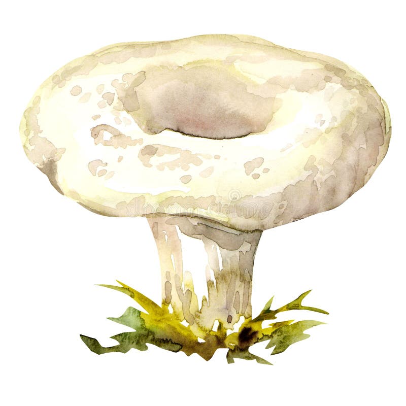 Setas de leche aisladas sobre fondo blanco ilustración del vector