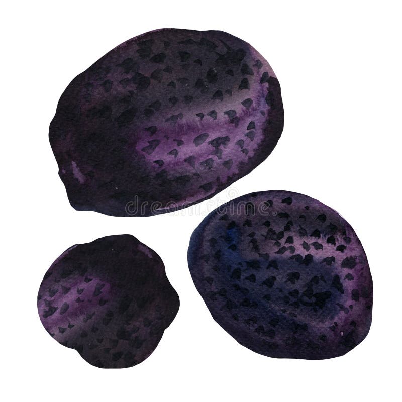 Trufas aisladas sobre fondo blanco stock de ilustración