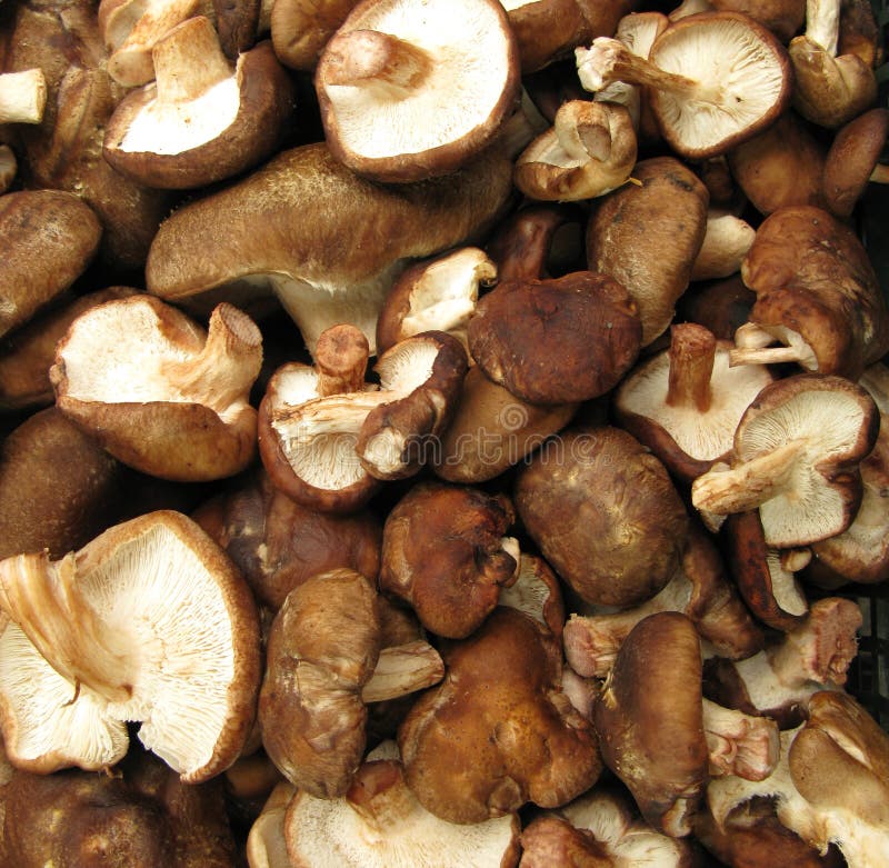 Setas de Shiitake imagen de archivo. Imagen de alternativa 10654935