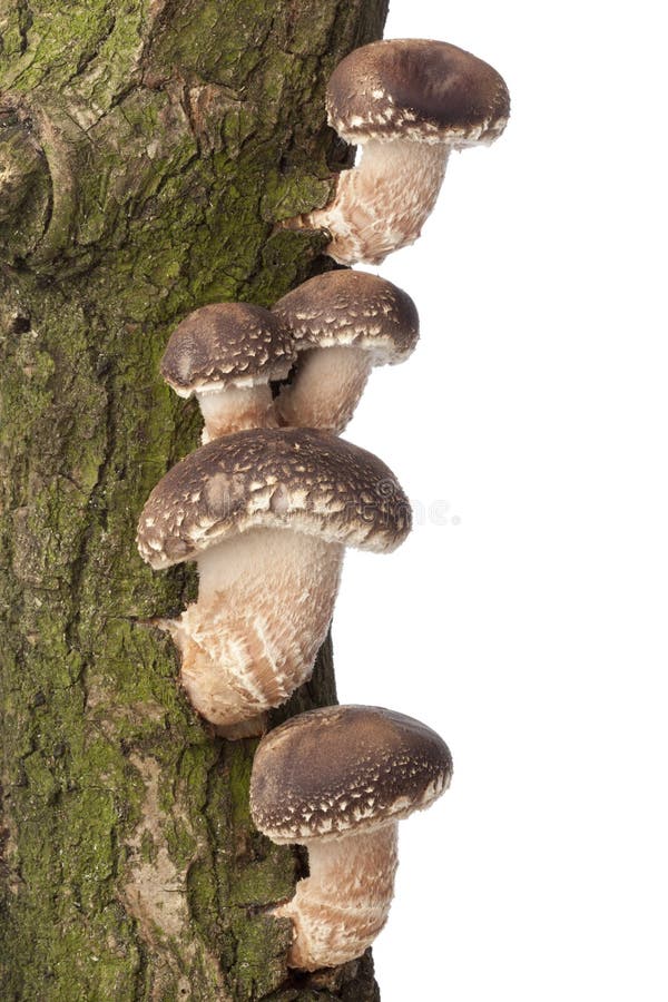 Setas de Shiitake que crecen en un árbol foto de archivo libre de regalías Setas de Shiitake que crecen en un árbol foto de archivo libre de regalías