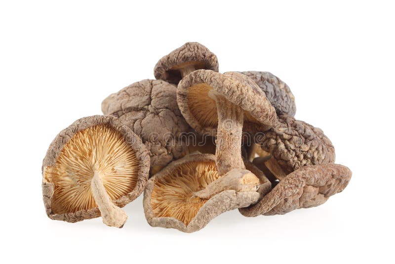 Setas de Shiitake secas aisladas en el fondo blanco imágenes de archivo libres de regalías Setas de Shiitake secas aisladas en el fondo blanco imágenes de archivo libres de regalías