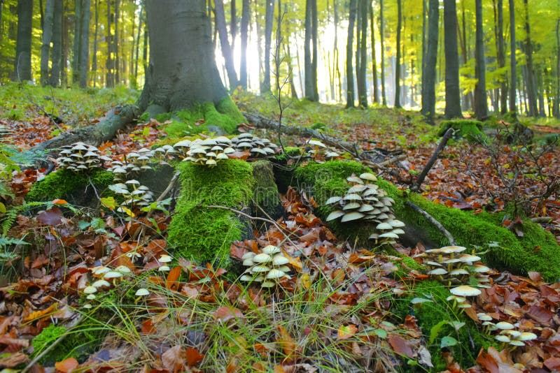 Mushrooms in the forest grow on tree root. Mushrooms in the forest grow on tree root