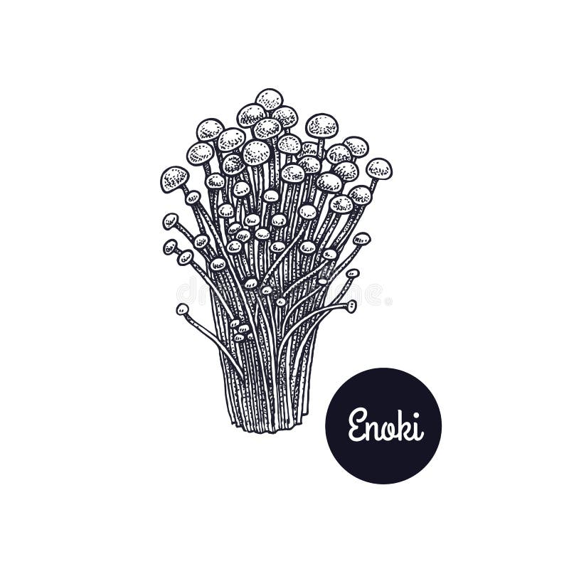 Setas Enoki de los grabados del vintage ilustración del vector Setas Enoki de los grabados del vintage ilustración del vector