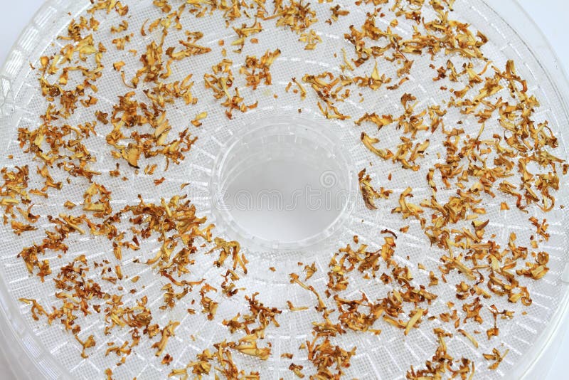 Setas secas en el secador fotografía de archivo