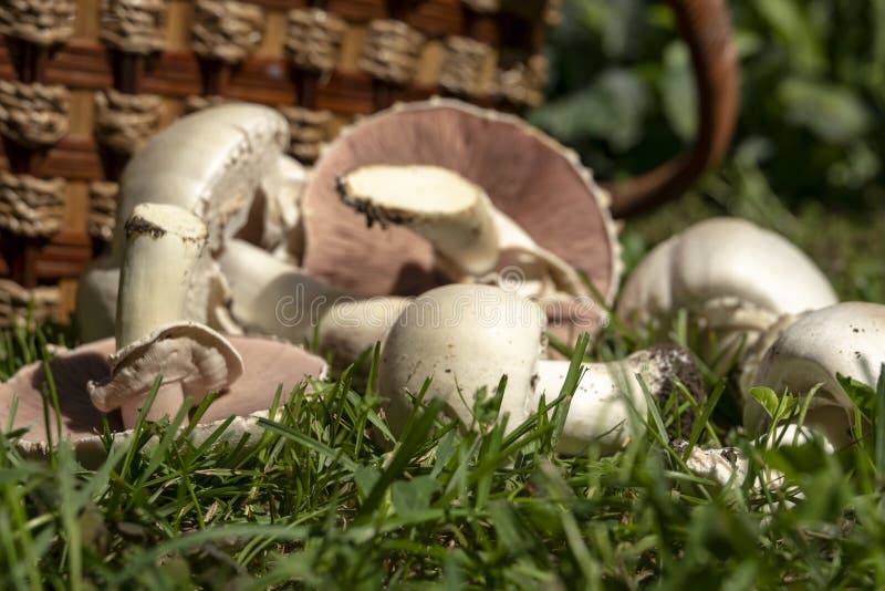 Setas sin foco, como un fondo natural Agaricus venenoso Xanthodermus de las setas que como los champiñones reales fotografía de archivo Setas sin foco, como un fondo natural Agaricus venenoso Xanthodermus de las setas que como los champiñones reales fotografía de archivo