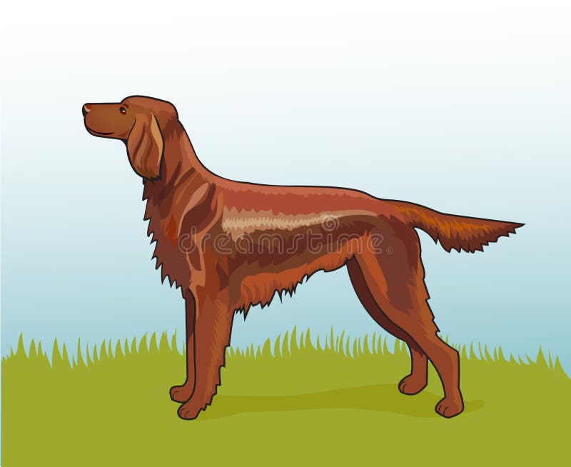 Setter irlandês realístico da ilustração do vetor ilustração royalty free Setter irlandês realístico da ilustração do vetor ilustração royalty free