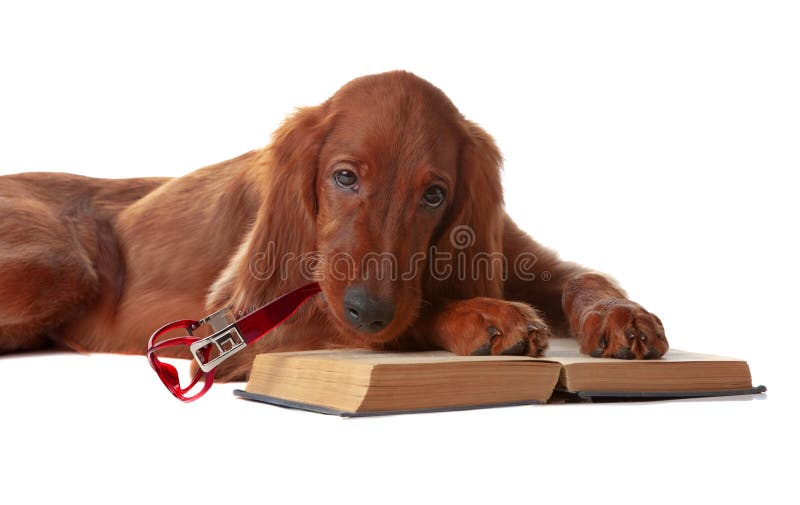 Setter puppy with glasses and book. Isolated on white