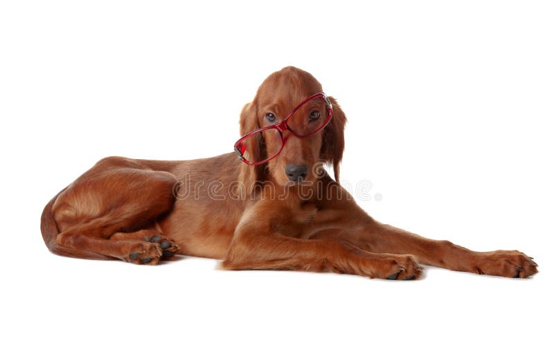 Setter puppy with glasses. on white