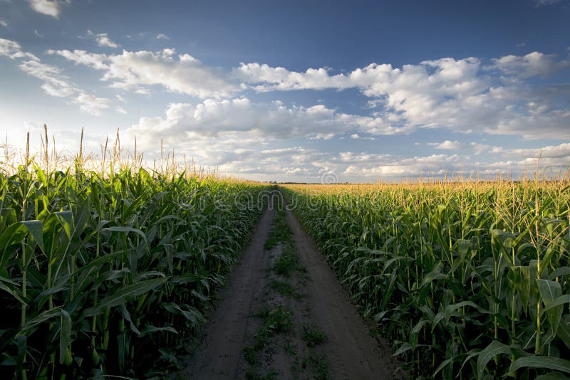 Setting sun over corn field and dirt road, Midwest, USA