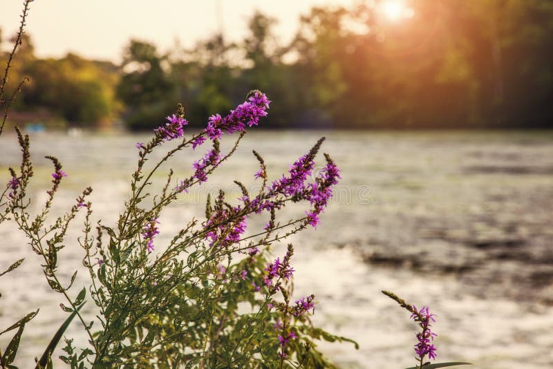 Sunset and purple wild flowers on the Charles River in Summer