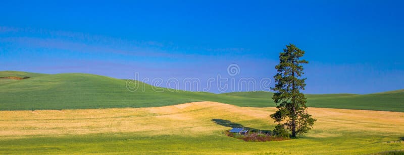 Panoramic Composition of Lone Pine Tree Amidst Wheat Fields in Palouse Region of Washington State. Panoramic Composition of Lone Pine Tree Amidst Wheat Fields in Palouse Region of Washington State