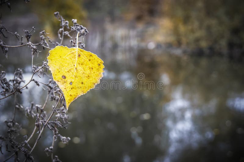 Seule feuille jaune de tremble sur un fond foncé de la rivière Au photos stock Seule feuille jaune de tremble sur un fond foncé de la rivière Au photos stock