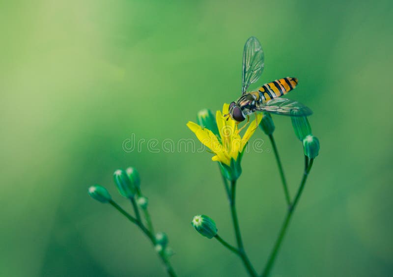 Seuls insectes de Hoverfly sur une jeune fin de feuille photo stock Seuls insectes de Hoverfly sur une jeune fin de feuille photo stock