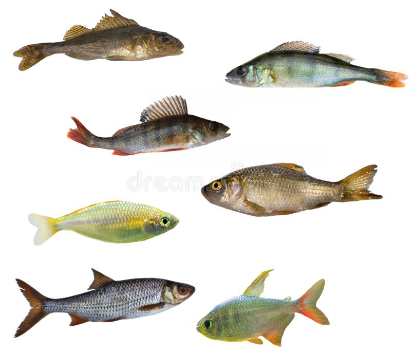 Seven isolated fishes